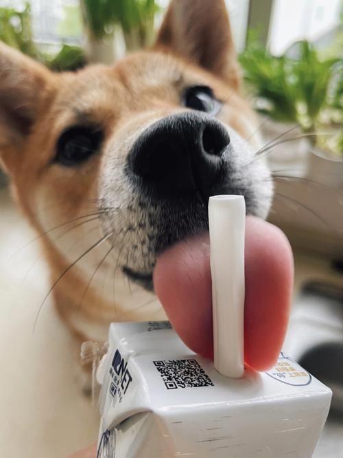 狗狗适合喝酸奶吗(酸奶对狗狗来说安全吗)