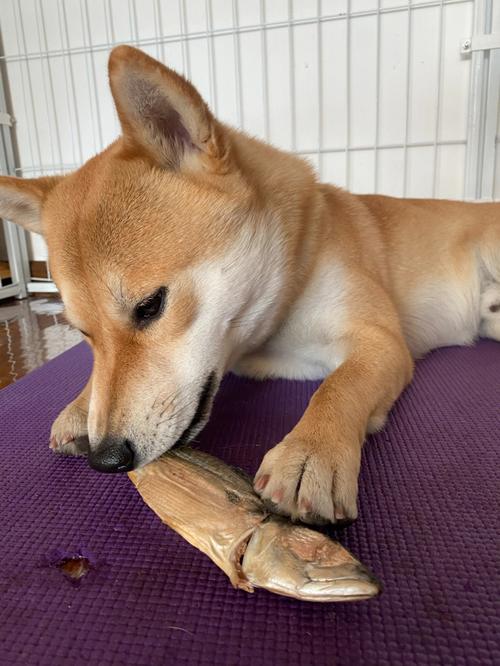 狗能吃鱼吗(适合狗狗食用的鱼肉选择)