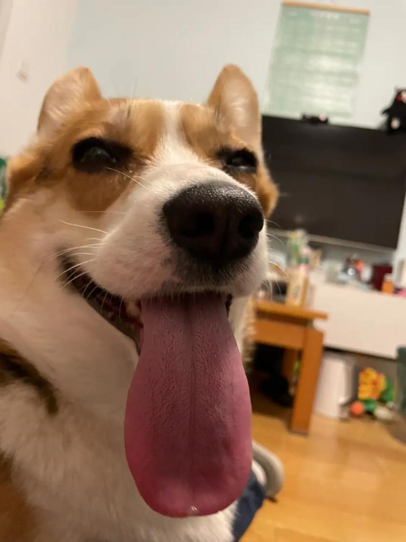 狗舌头(狗舌头长度揭秘)