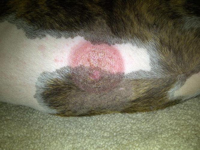 狗藓(人犬共患!狗癣来袭不容小觑,传染迅速不可掉以轻心)