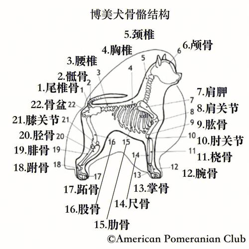 狗骨头(教你分辨狗狗不宜啃咬的危险骨头)