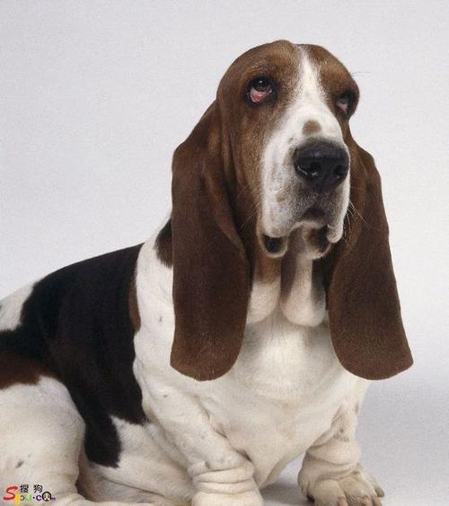 独特优雅的长耳朵猎犬品种(具备特殊听觉优势的耳朵大狗狗)