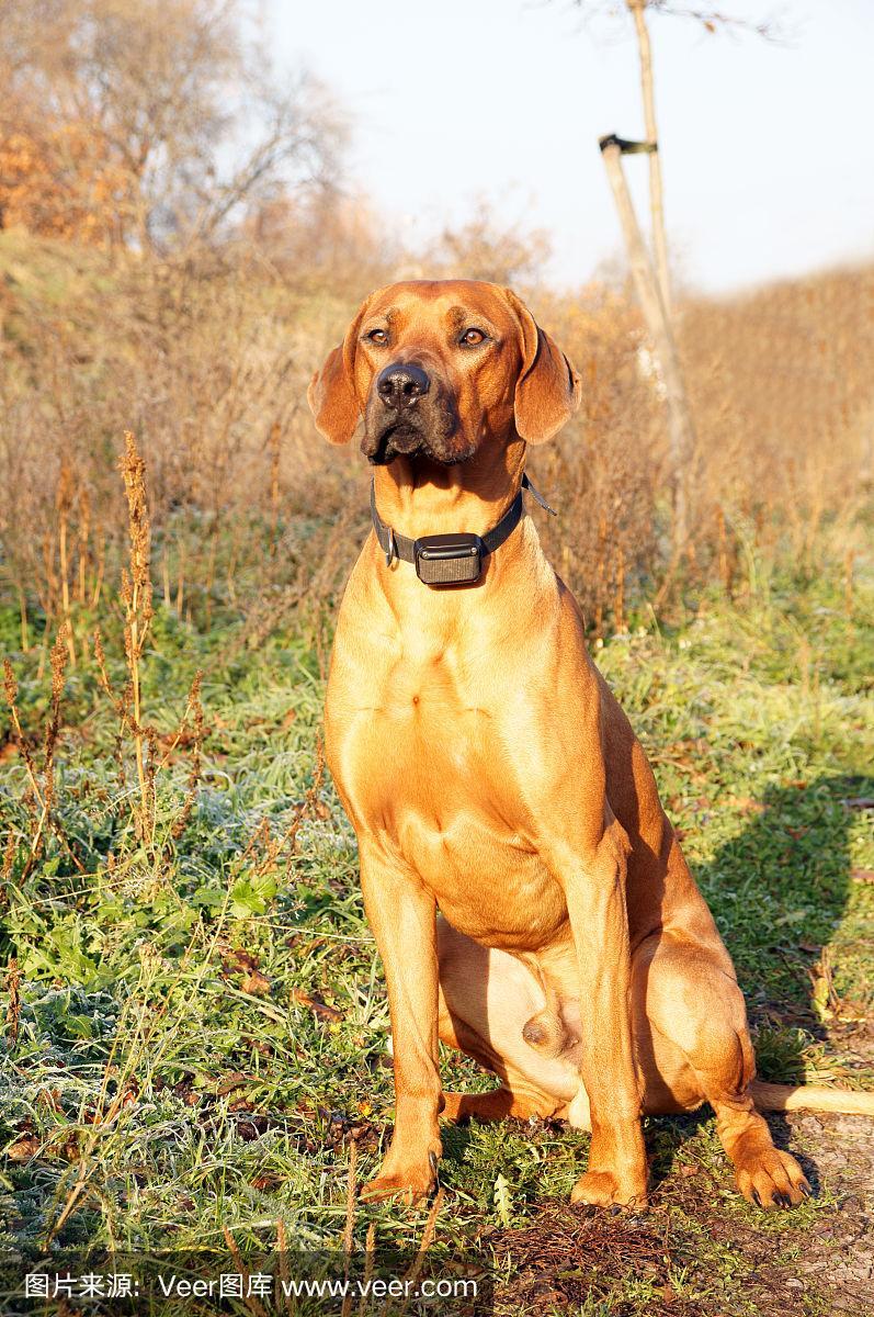 独特的罗德西亚背脊犬,非凡的罗德西亚背脊犬