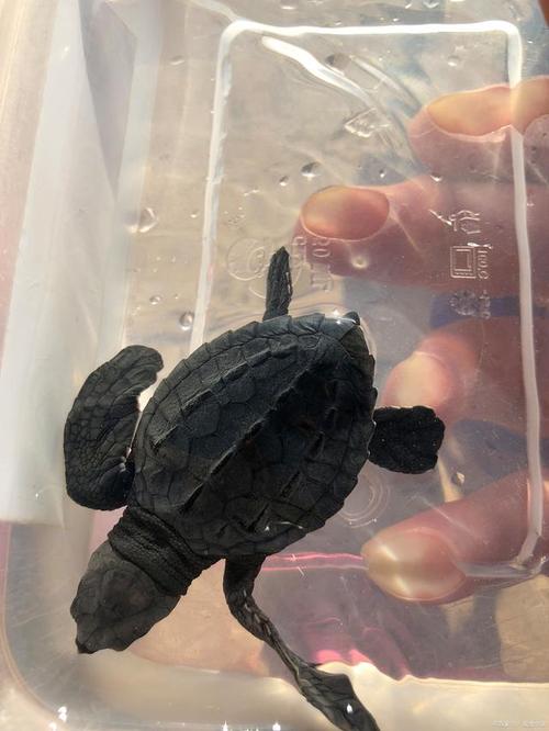 猪鼻龟价格由品质和年龄决定,猪鼻龟幼体与成年个体价格差异较大