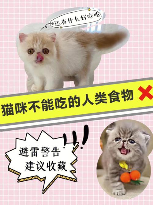 猫不能吃的东西(猫咪绝对不能吃的6种致命品)