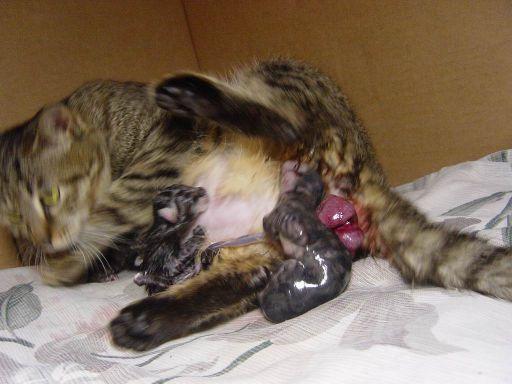 猫几个月生小猫(猫第一次发情多久后可以生小猫)