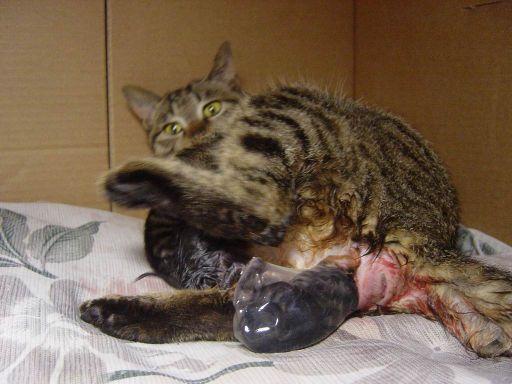 猫几个月生小猫(猫第一次发情多久后可以生小猫)