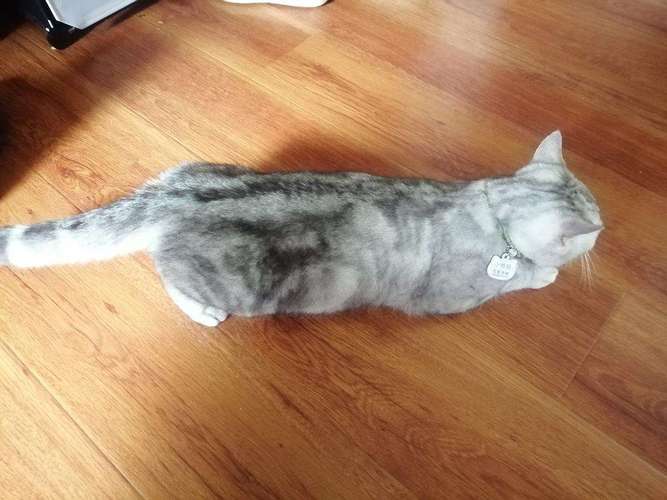 猫发情的高频期在何时,如何识别小公猫发情期