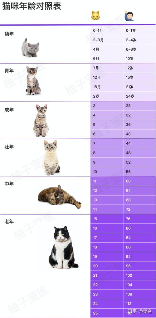 猫可以活多少年(猫咪的寿命能达到多少年)