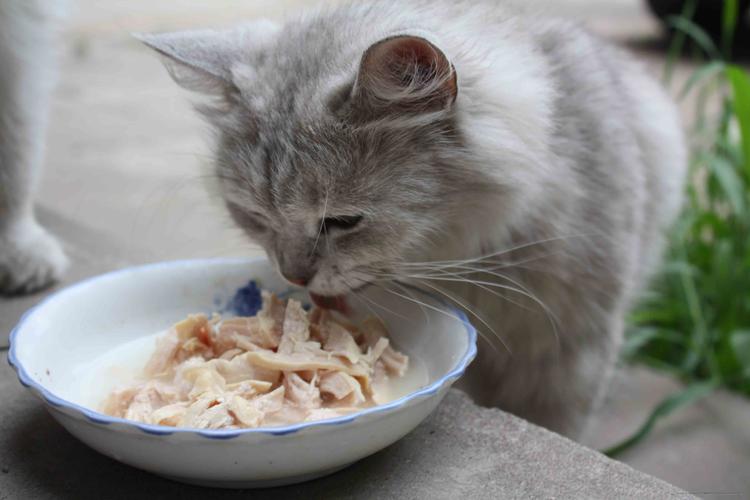 猫吃狗粮的后果(狗食和猫食配方大不同)