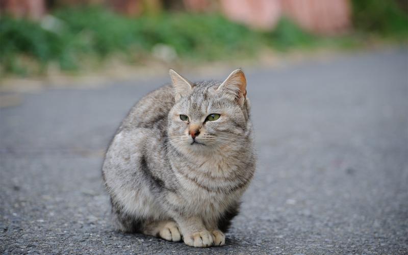 猫咪中的灰色地带(流浪灰猫的暖心救赎之路)