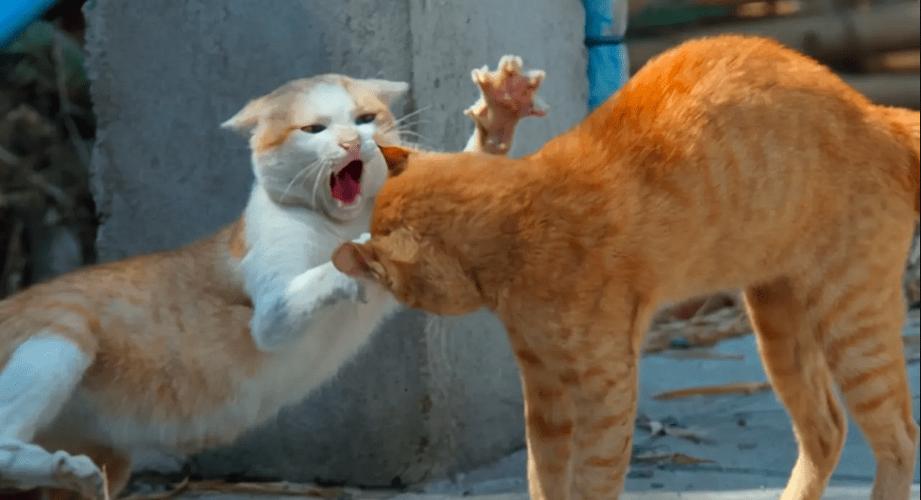 猫咪怪异的交配行为,猫咪交配的鱼钩状生殖器