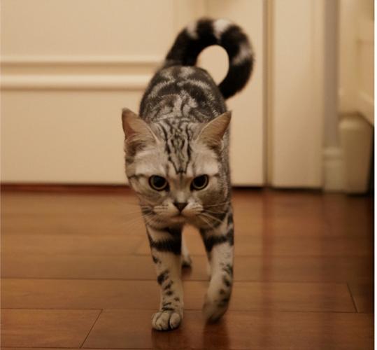 猫咪摇尾巴(从摇动中捕捉猫咪的喜怒哀乐)