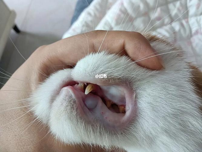 猫咪的牙齿之道,警惕猫咪口腔疾病的蛛丝马迹