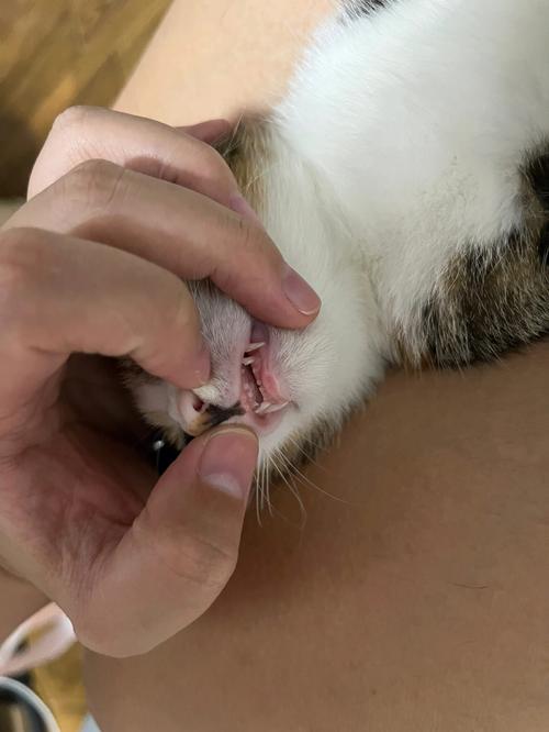 猫咪的牙齿之道,警惕猫咪口腔疾病的蛛丝马迹
