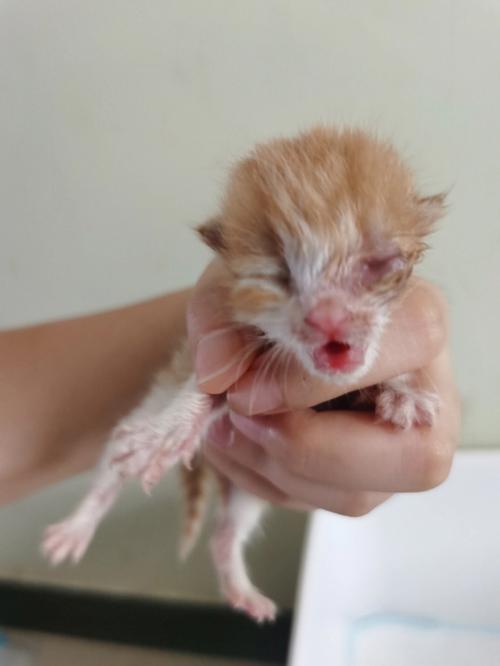 猫咪眼睛睁不开(新生儿眼睛迟迟未睁)