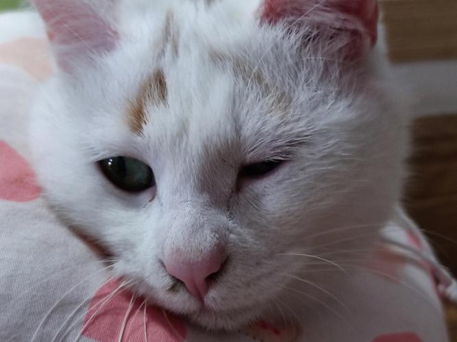 猫咪眼睛睁不开(新生儿眼睛迟迟未睁)