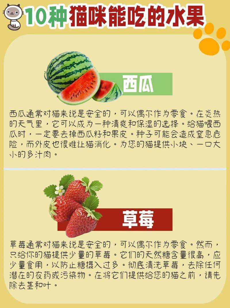 猫咪能吃水果吗,哪些水果能让猫咪大快朵颐