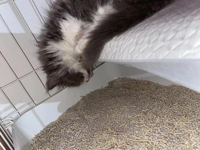 猫咪软便(突然更换猫粮引发猫咪软便)