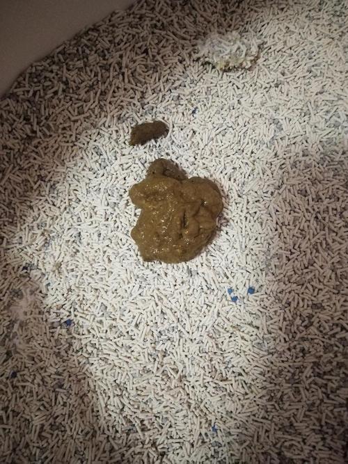 猫咪软便(突然更换猫粮引发猫咪软便)