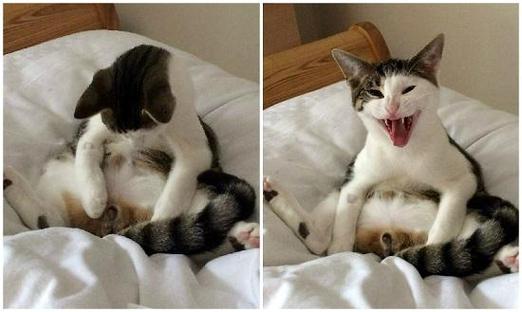猫多大绝育(猫咪是否临近首次发情适合绝育)