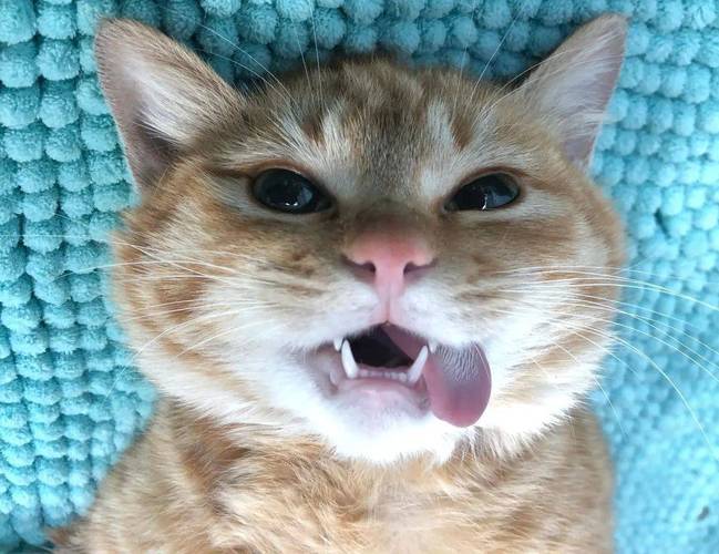 猫多大绝育(猫咪是否临近首次发情适合绝育)