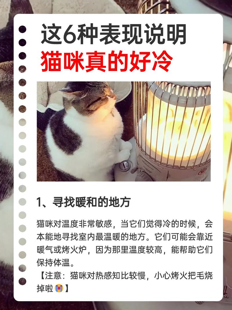 猫怕冷吗(貓怕冷的表現和如何幫助牠們保暖)