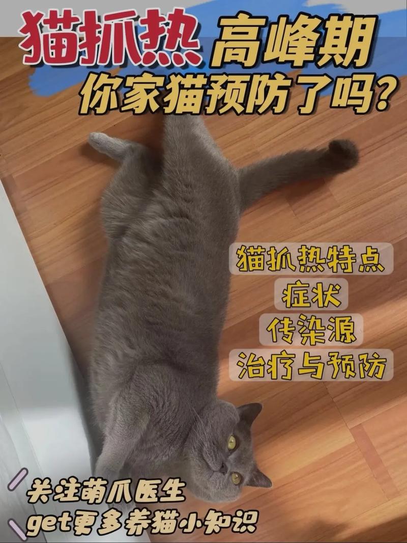 猫抓热(猫抓热揭秘猫咪抓挠后的细菌传输)