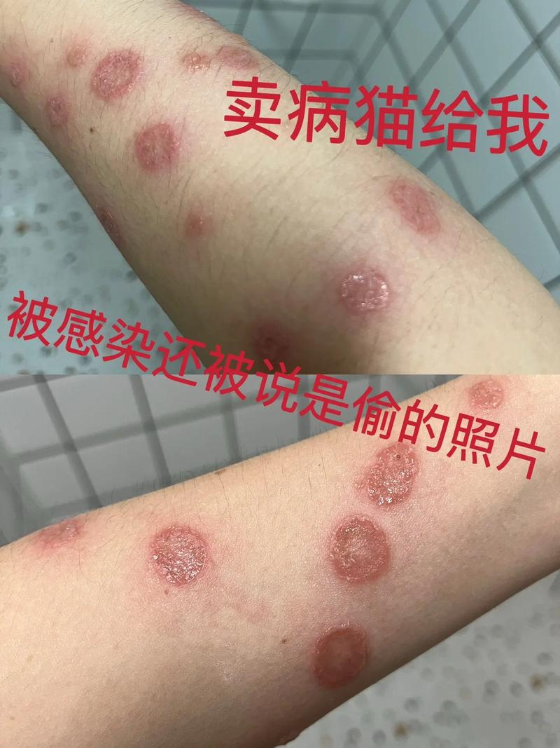 猫瘟的典型症状,猫瘟的五个常见症状