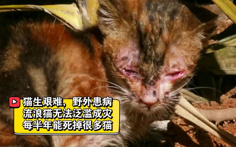 猫瘟的典型症状,猫瘟的五个常见症状