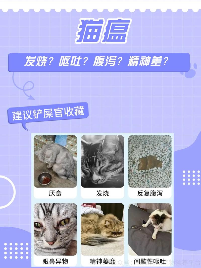 猫瘟的症状包括哪些方面,感染猫瘟的猫咪如何进行治疗