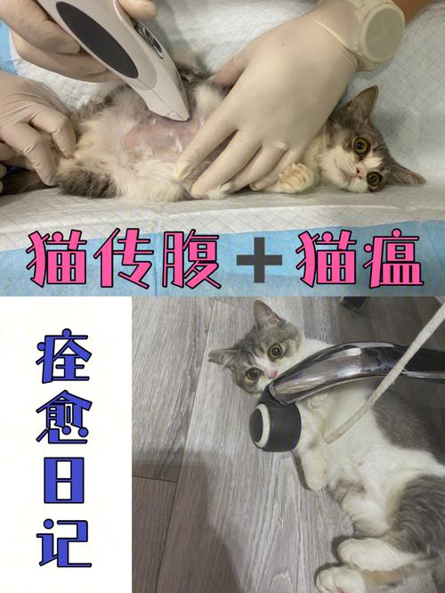 猫瘟的症状包括哪些方面,感染猫瘟的猫咪如何进行治疗