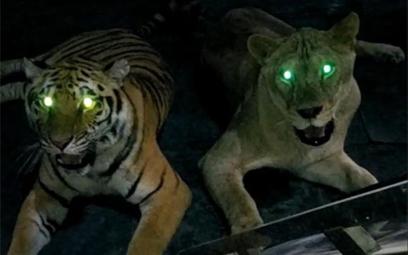 猫的视力(解密猫科动物令人惊叹的夜视能力)