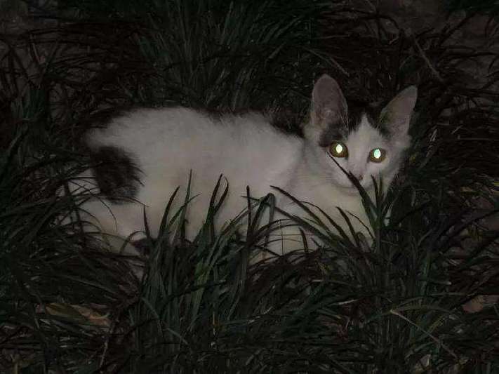 猫的视力(解密猫科动物令人惊叹的夜视能力)