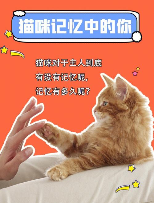 猫的记忆(短期记忆 vs 长期记忆)