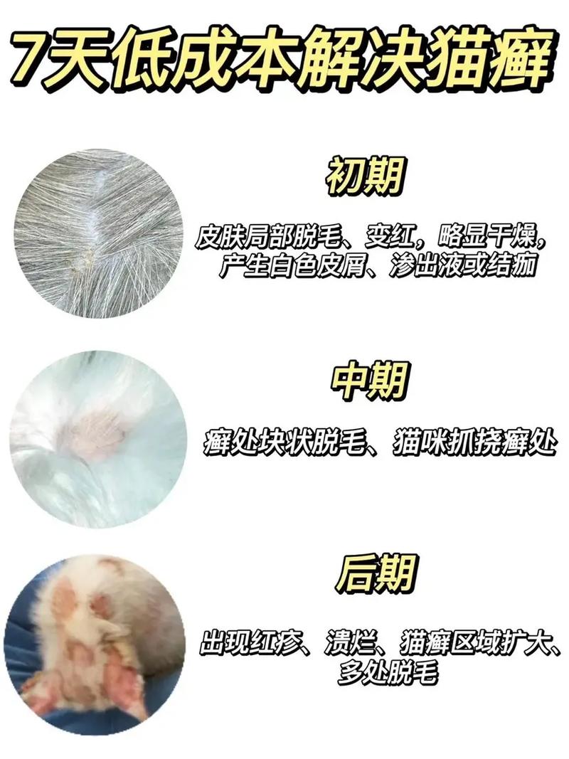 猫藓症状(患上猫癣的初期该如何判断猫癣症状)