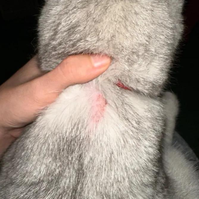 猫藓症状(患上猫癣的初期该如何判断猫癣症状)