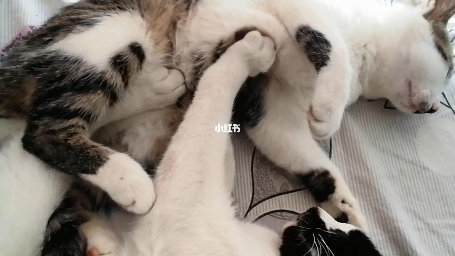 猫踩奶是什么意思(猫咪踩奶映射出领地占领和释放气味的独特方式)