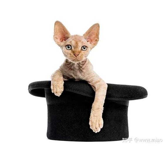 现实中的比鲁斯,科尼斯雷克斯猫的敏捷跳跃能力大揭秘