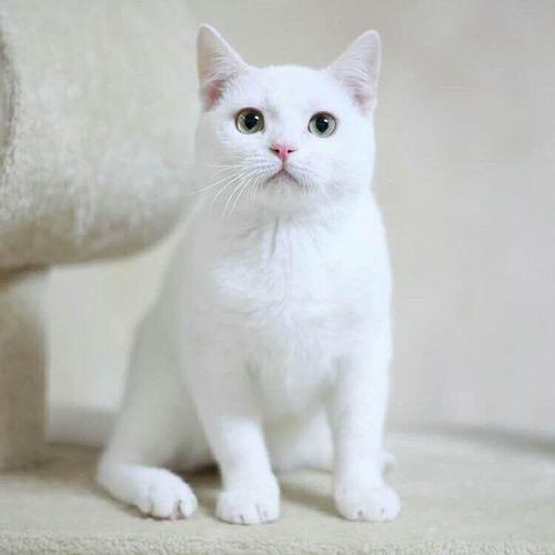 白猫品种(血统纯正的纯白英国短毛猫)