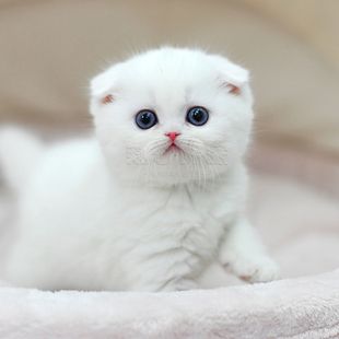 白猫品种(血统纯正的纯白英国短毛猫)