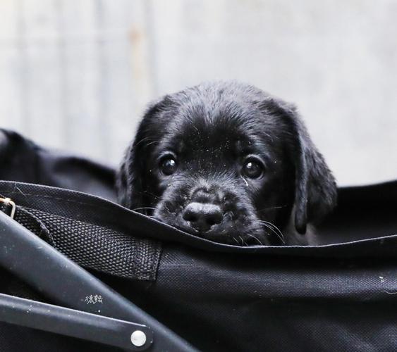 盘点五大黑色猛犬(揭秘五黑犬的神秘故事)