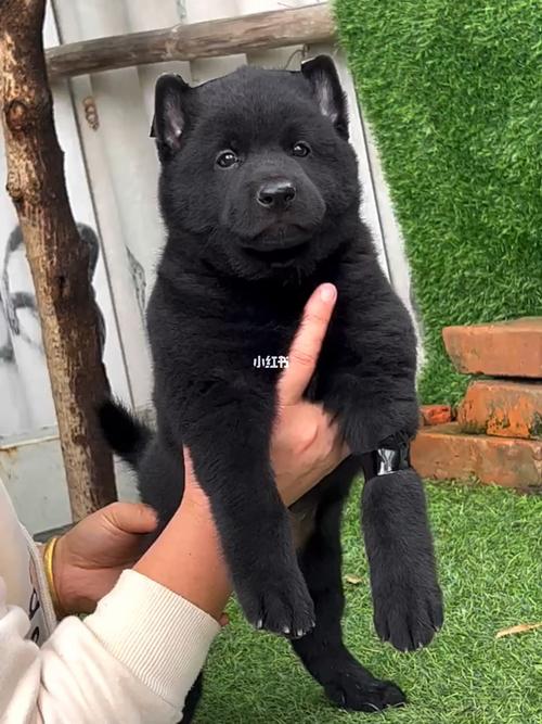 盘点五大黑色猛犬(揭秘五黑犬的神秘故事)
