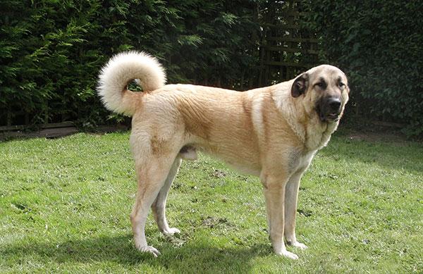 短毛牧羊犬之别(几种令人惊叹的短毛犬)