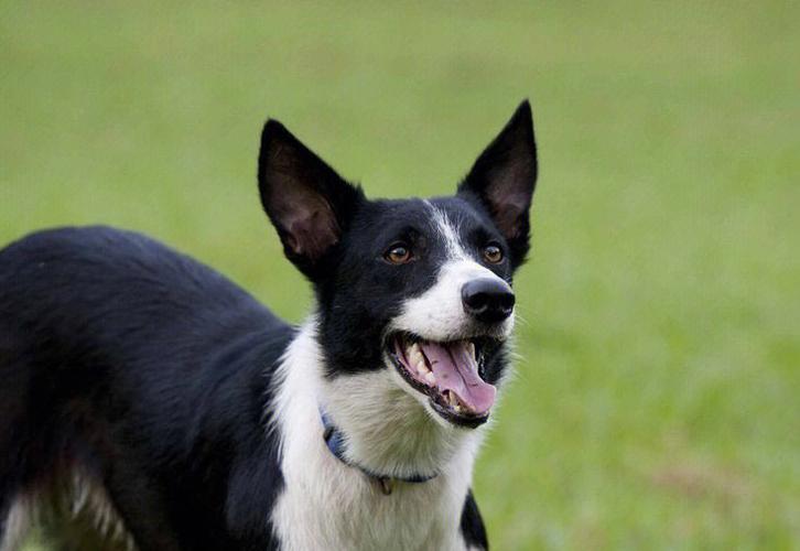 短毛牧羊犬之别(几种令人惊叹的短毛犬)