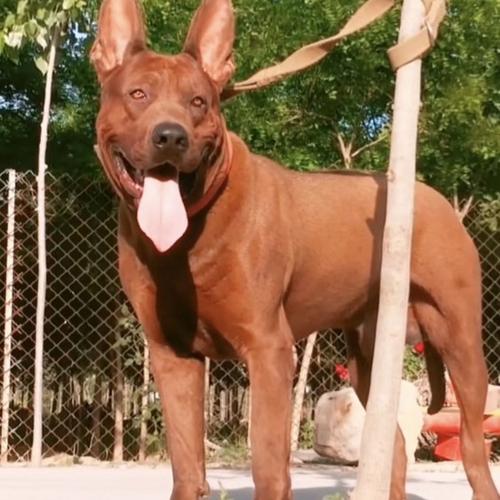 红犬(莱州红犬的六大危害)