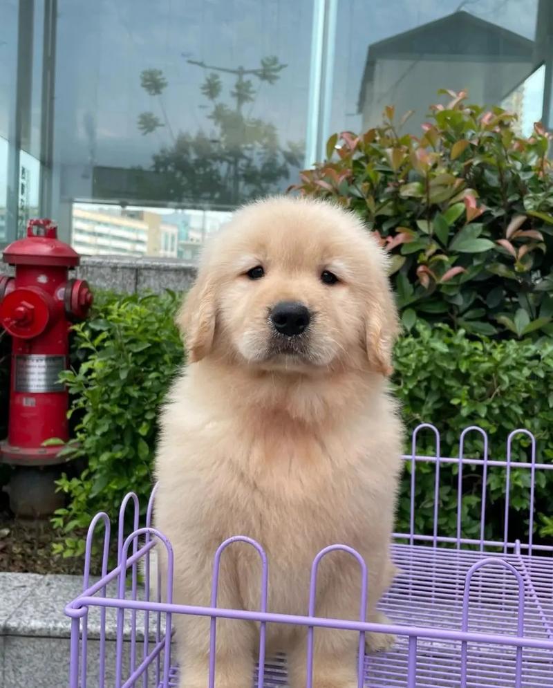 纯种金毛犬多少钱(揭秘金毛幼犬不同价格的秘密)