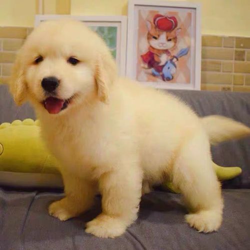 纯种金毛犬的标准身高体重和影响因素(影响金毛犬体型大小的因素和大致范围)