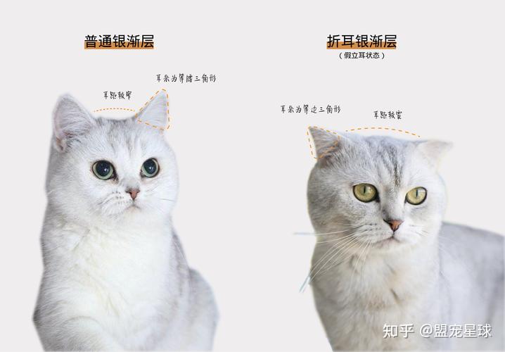 美短折耳猫(美短折耳猫与纯种苏格兰折耳猫的对比)