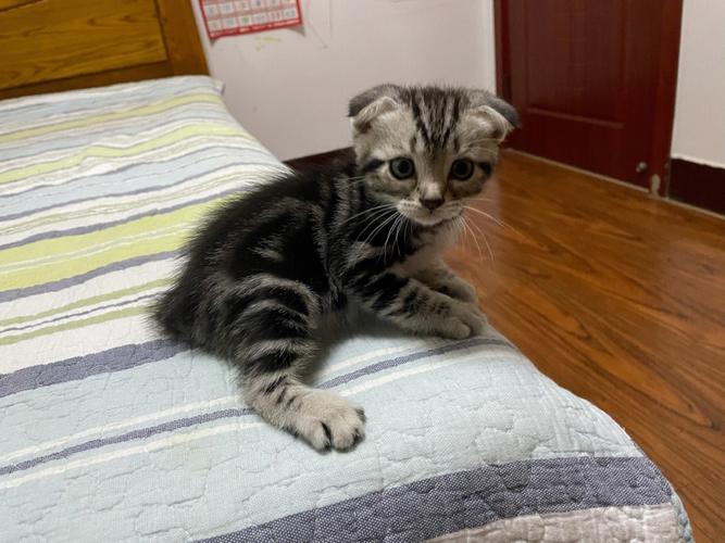 美短折耳猫(美短折耳猫与纯种苏格兰折耳猫的对比)